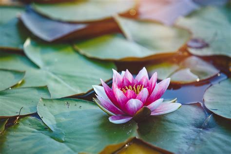 The Lotus Eaters .
